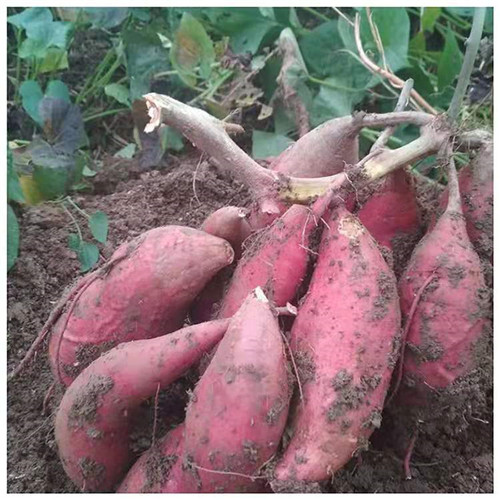 信陽(yáng)紅薯種銷(xiāo)售價(jià)格